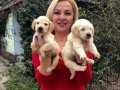 Bebek Yüzlü Harika Golden Retriever Yavrularımız 