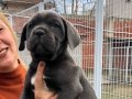 Mükemmel Blue Cane Corso Yavrularımız 