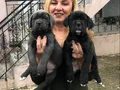 Dev Gibi Muhteşem Cane Corso Yavrularımız 