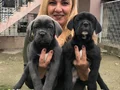 Dev Gibi Muhteşem Cane Corso Yavrularımız 