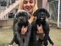 Dev Gibi Muhteşem Cane Corso Yavrularımız 