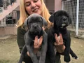 Dev Gibi Muhteşem Cane Corso Yavrularımız 