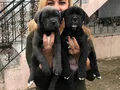 Dev Gibi Muhteşem Cane Corso Yavrularımız 