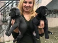 Dev Gibi Muhteşem Cane Corso Yavrularımız 