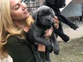 Dev Gibi Muhteşem Cane Corso Yavrularımız 