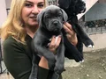 Dev Gibi Muhteşem Cane Corso Yavrularımız 