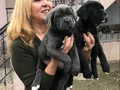 Dev Gibi Muhteşem Cane Corso Yavrularımız 