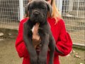 Mükemmel Kalitede Muhteşem Cane Corso Yavrularımız 