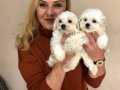 Pamuk Şeker Sevimli Maltese Terrier Yavrularımız 