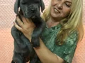 Dev Gibi Muhteşem Cane Corso Yavrularımız 