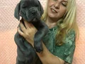 Dev Gibi Muhteşem Cane Corso Yavrularımız 
