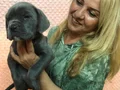 Dev Gibi Muhteşem Cane Corso Yavrularımız 