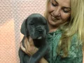 Dev Gibi Muhteşem Cane Corso Yavrularımız 