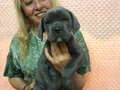 Dev Gibi Muhteşem Cane Corso Yavrularımız 