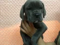 Dev Gibi Muhteşem Cane Corso Yavrularımız 
