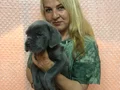 Dev Gibi Muhteşem Cane Corso Yavrularımız 