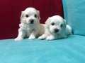 Pamuk Şeker Maltese Terrier Yavrularımız 