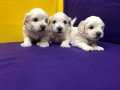 Kar Beyaz Harika Maltese Terrier Yavrularımız 