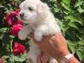 Pamuk Şeker Maltese Terrier Yavrularımız 