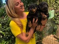 Macar Koca Kafa Muhteşem Rottweiler Yavrularımız 