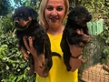 Macar Koca Kafa Muhteşem Rottweiler Yavrularımız 