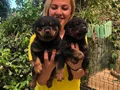 Macar Koca Kafa Muhteşem Rottweiler Yavrularımız 