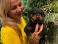 Macar Koca Kafa Muhteşem Rottweiler Yavrularımız 