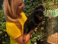 Macar Koca Kafa Muhteşem Rottweiler Yavrularımız 