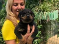 Macar Koca Kafa Muhteşem Rottweiler Yavrularımız 