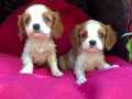 Şirin Sevimli Cavalier King Charles Yavrularımız 