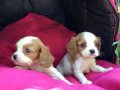 Şirin Sevimli Cavalier King Charles Yavrularımız 
