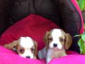 Şirin Sevimli Cavalier King Charles Yavrularımız 