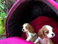 Şirin Sevimli Cavalier King Charles Yavrularımız 