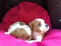 Şirin Sevimli Cavalier King Charles Yavrularımız 