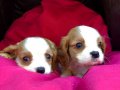 Şirin Sevimli Cavalier King Charles Yavrularımız 