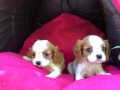 Şirin Sevimli Cavalier King Charles Yavrularımız 