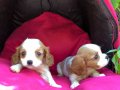 Şirin Sevimli Cavalier King Charles Yavrularımız 
