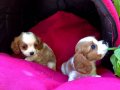 Şirin Sevimli Cavalier King Charles Yavrularımız 