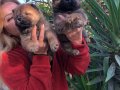 Irak Garantili Mükemmel Cin Aslanı Chow Chow Yavrularımız 