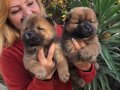 Irak Garantili Mükemmel Cin Aslanı Chow Chow Yavrularımız 