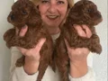 Tüy dökmez koku yapmaz harika toy poodle yavrularımız 