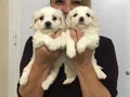 Pamuk Şeker Maltese Terrier Yavrularımız