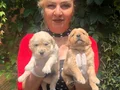 Bebek Yüzlü Mükemmel Golden Retriever Yavrularımız