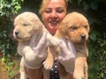Bebek Yüzlü Mükemmel Golden Retriever Yavrularımız