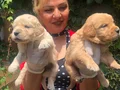 Bebek Yüzlü Mükemmel Golden Retriever Yavrularımız