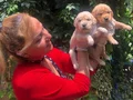 Bebek Yüzlü Mükemmel Golden Retriever Yavrularımız