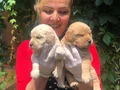Bebek Yüzlü Mükemmel Golden Retriever Yavrularımız