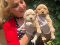 Bebek Yüzlü Mükemmel Golden Retriever Yavrularımız