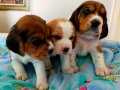 Renk renk Harika Elizabeth Beagle Yavrularımız