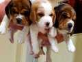 Irk Garatili Mükemmel Beagle Yavrularımız